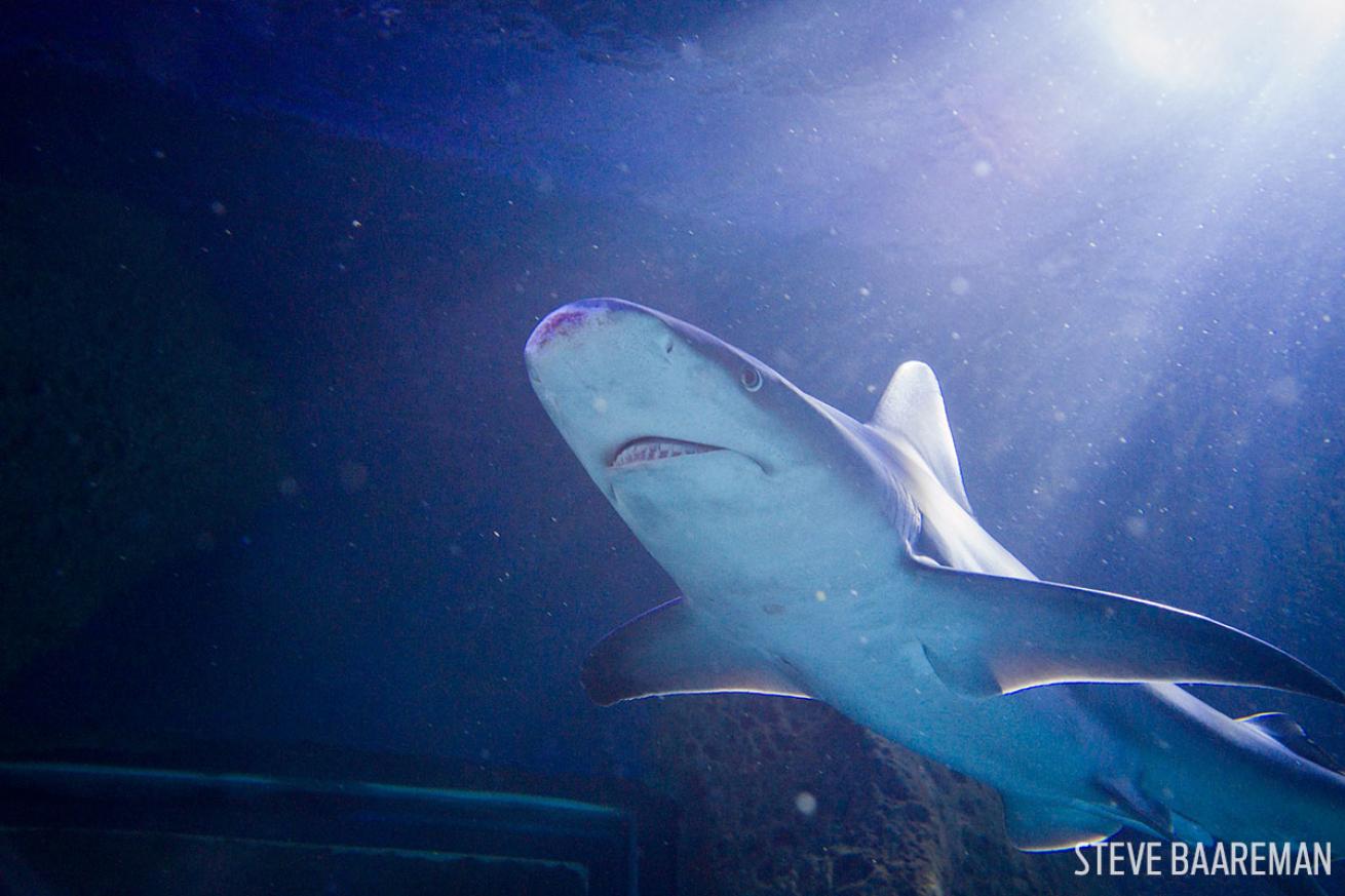Sandbar shark underwater photography SeaLife