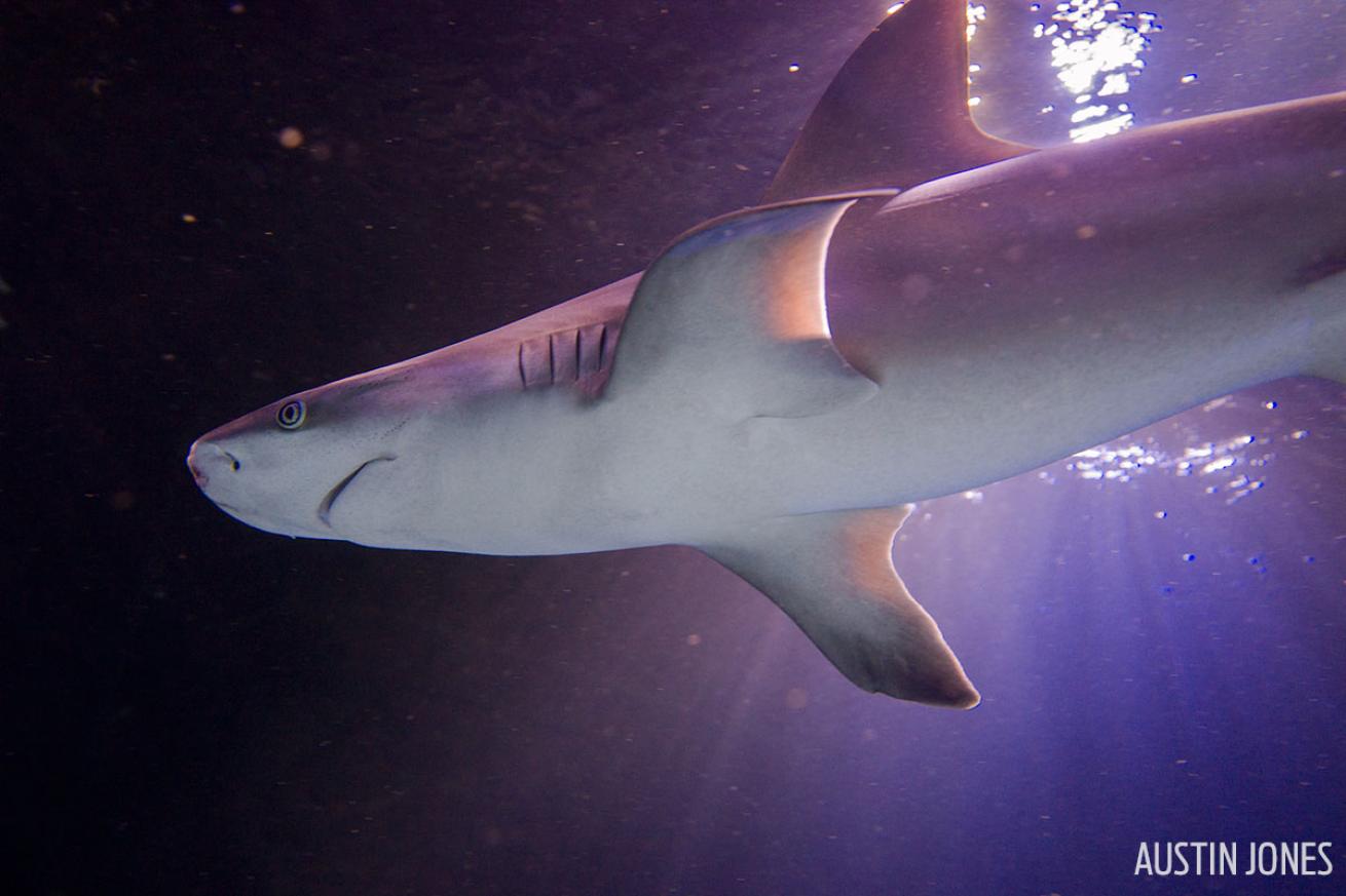Sandbar sharks underwater photography SeaLife