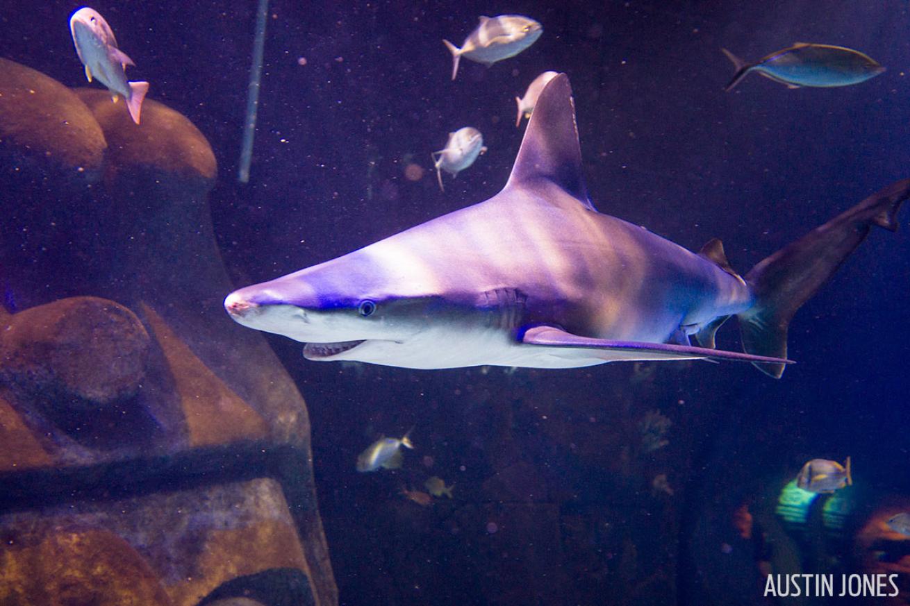 Sandbar shark underwater photography SeaLife