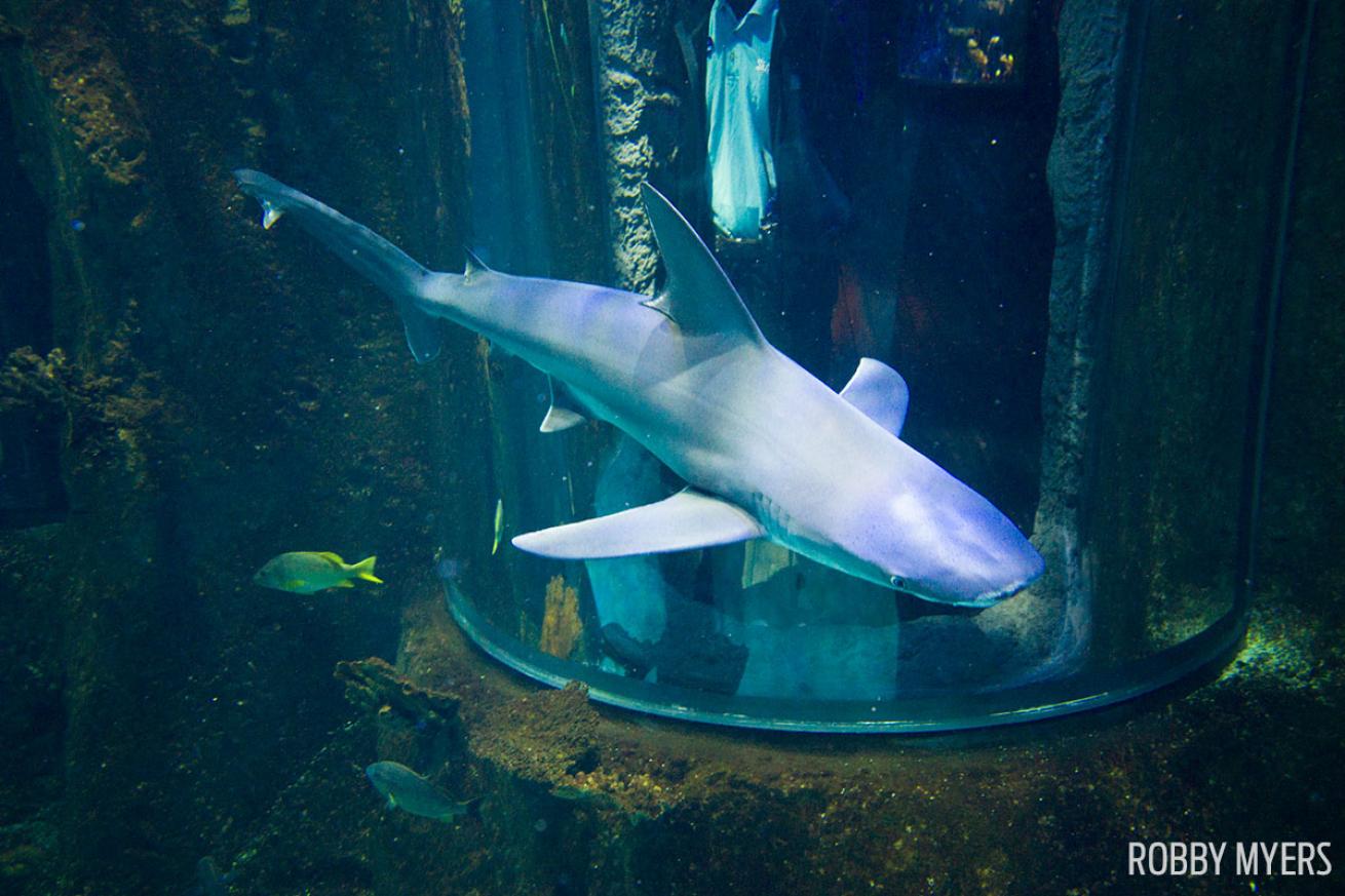 Sandbar shark SeaLife underwater photography