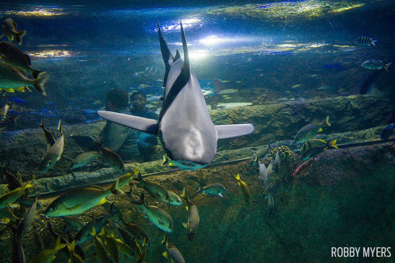 Sandbar shark sealife underwater photography