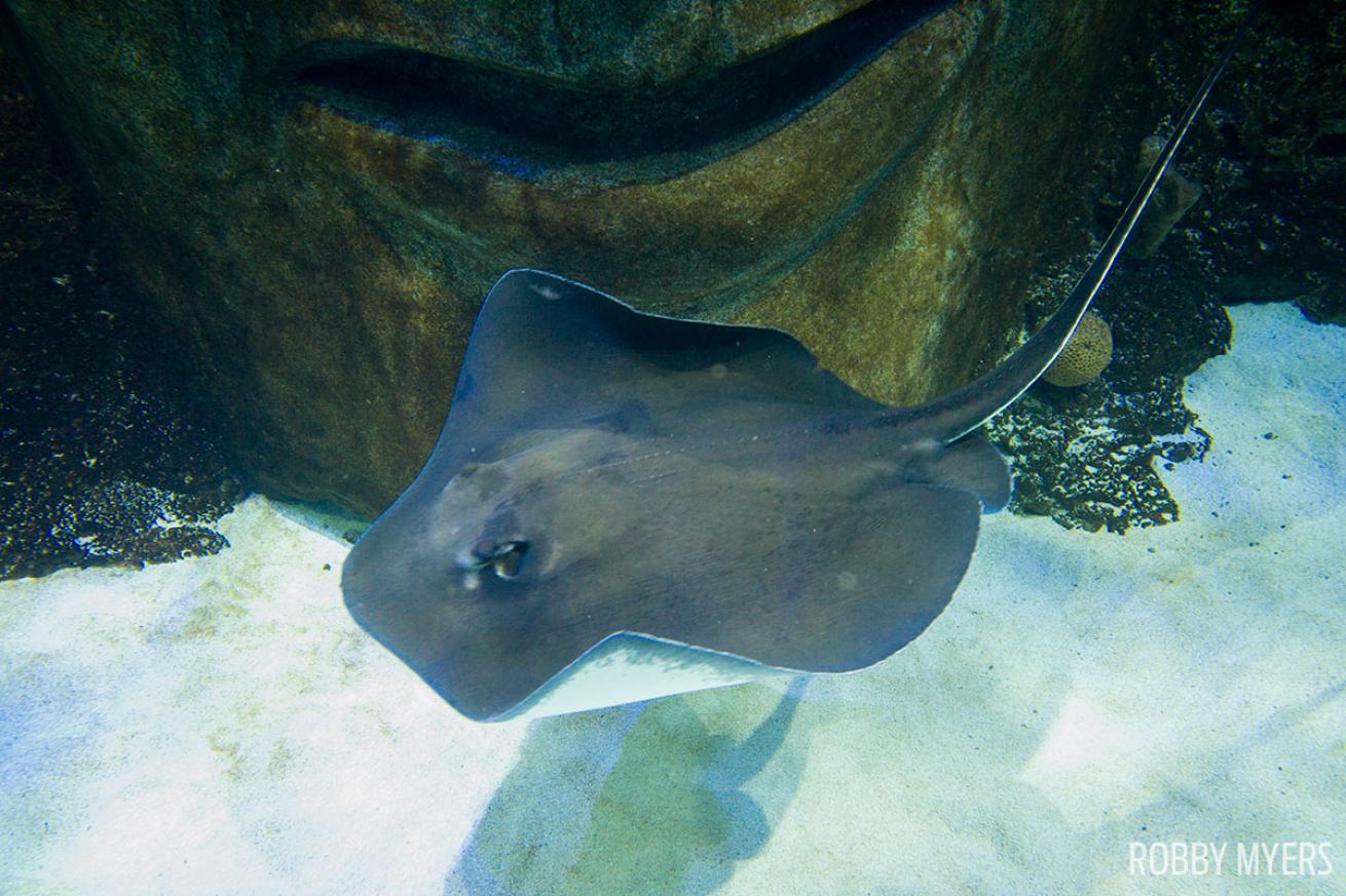 Stingray SeaLife under water photography