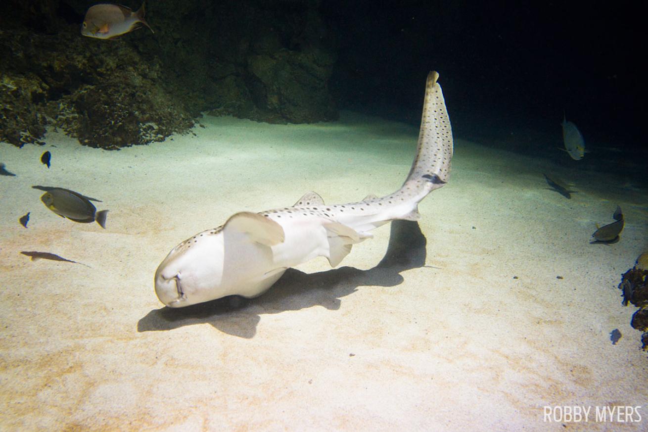 Zebra shark sealife underwater photos