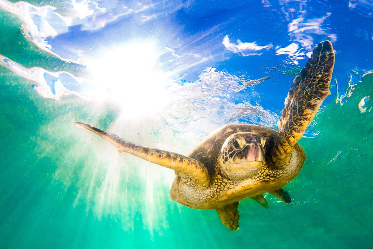 sea turtle scuba diving hawaii