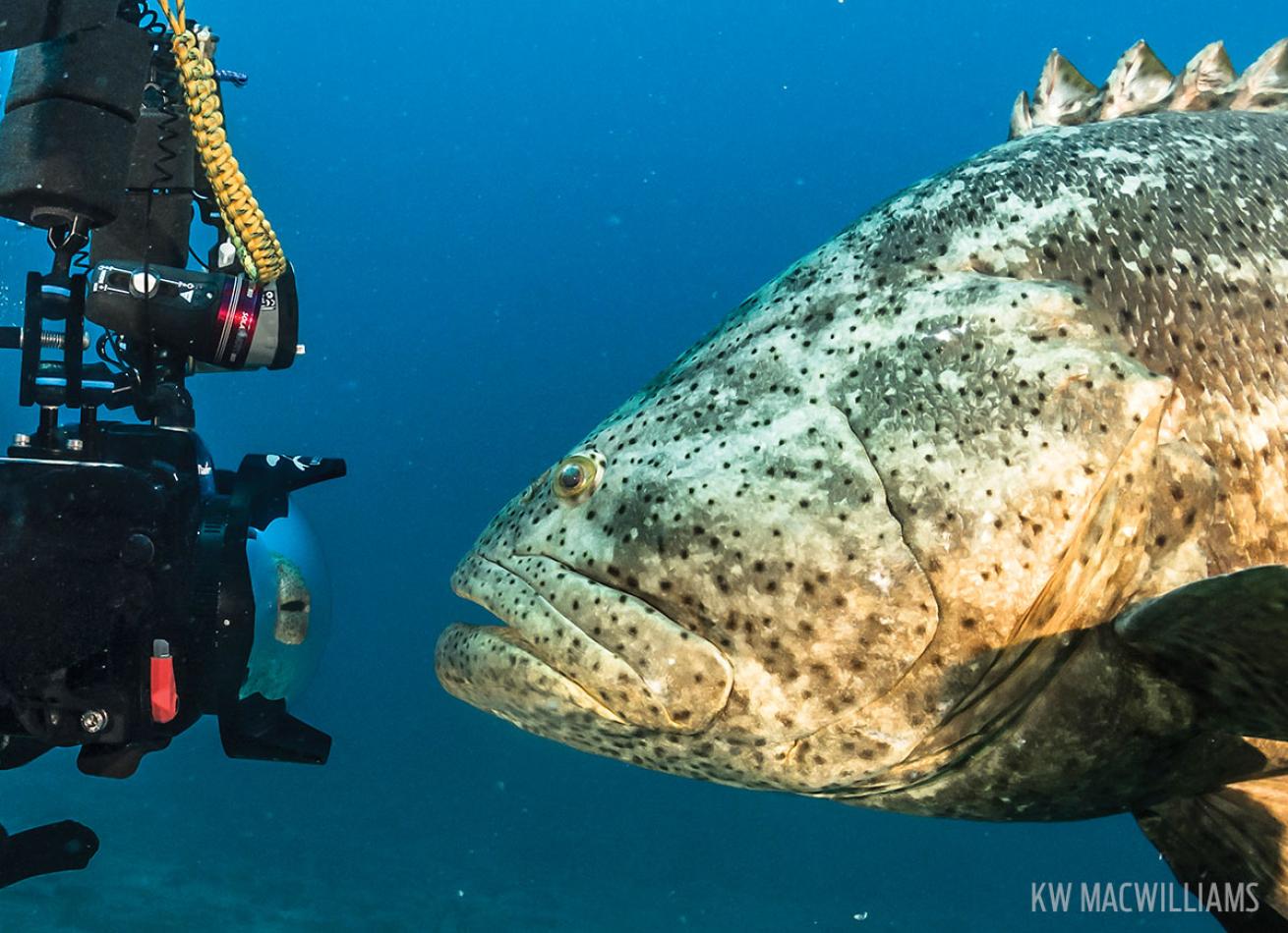 scuba diving with grouper in florida