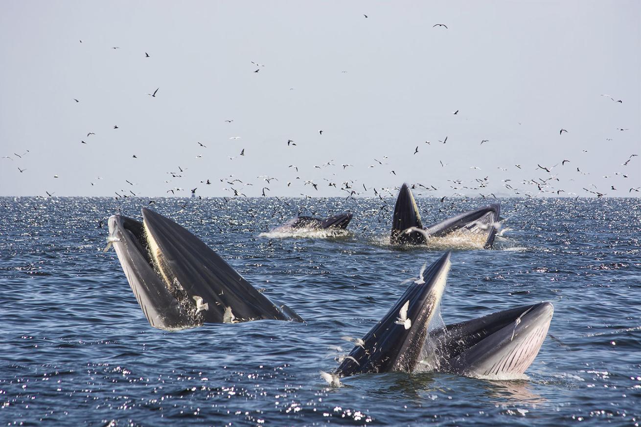 Bryde&#039;s whales