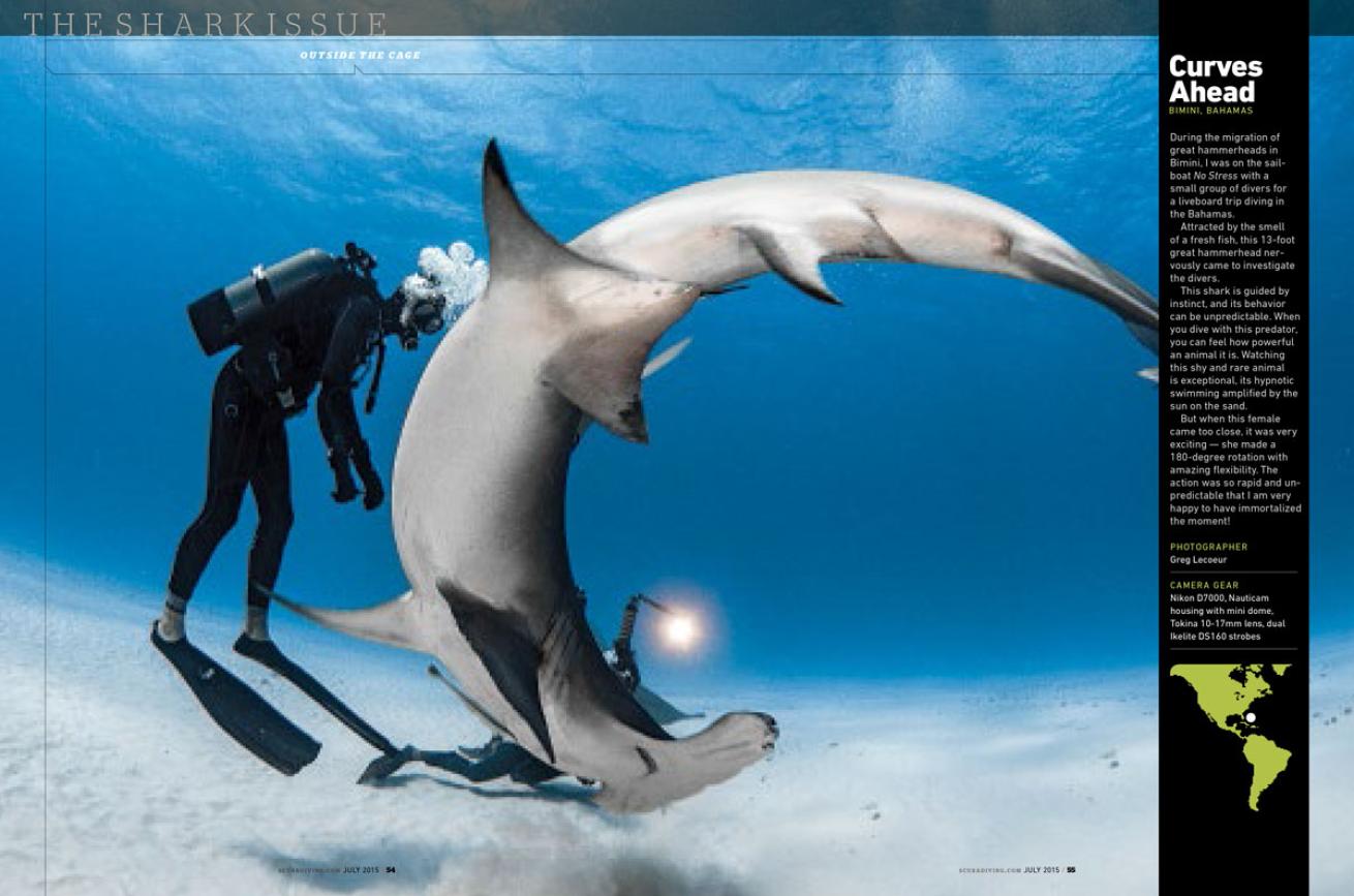 scuba diving with sharks 