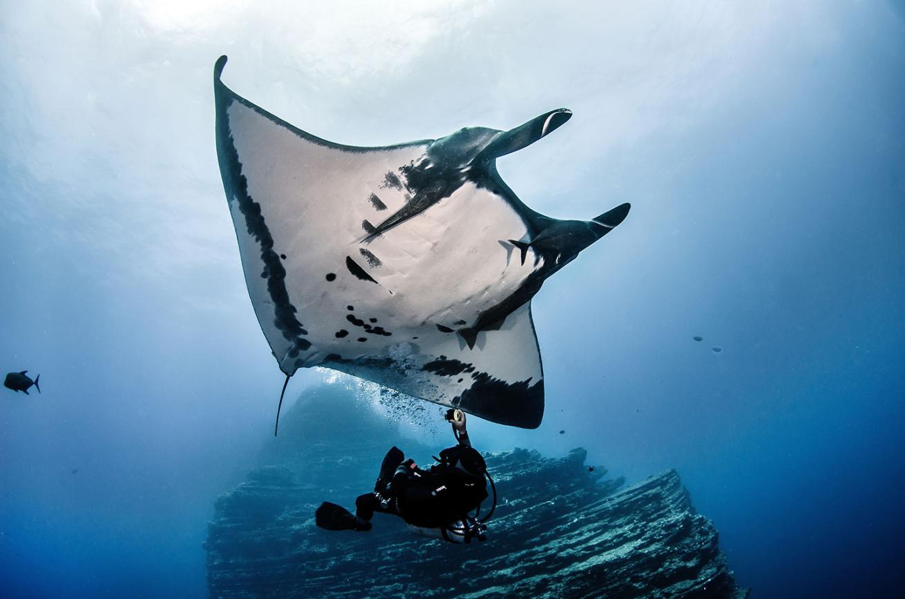 manta ray