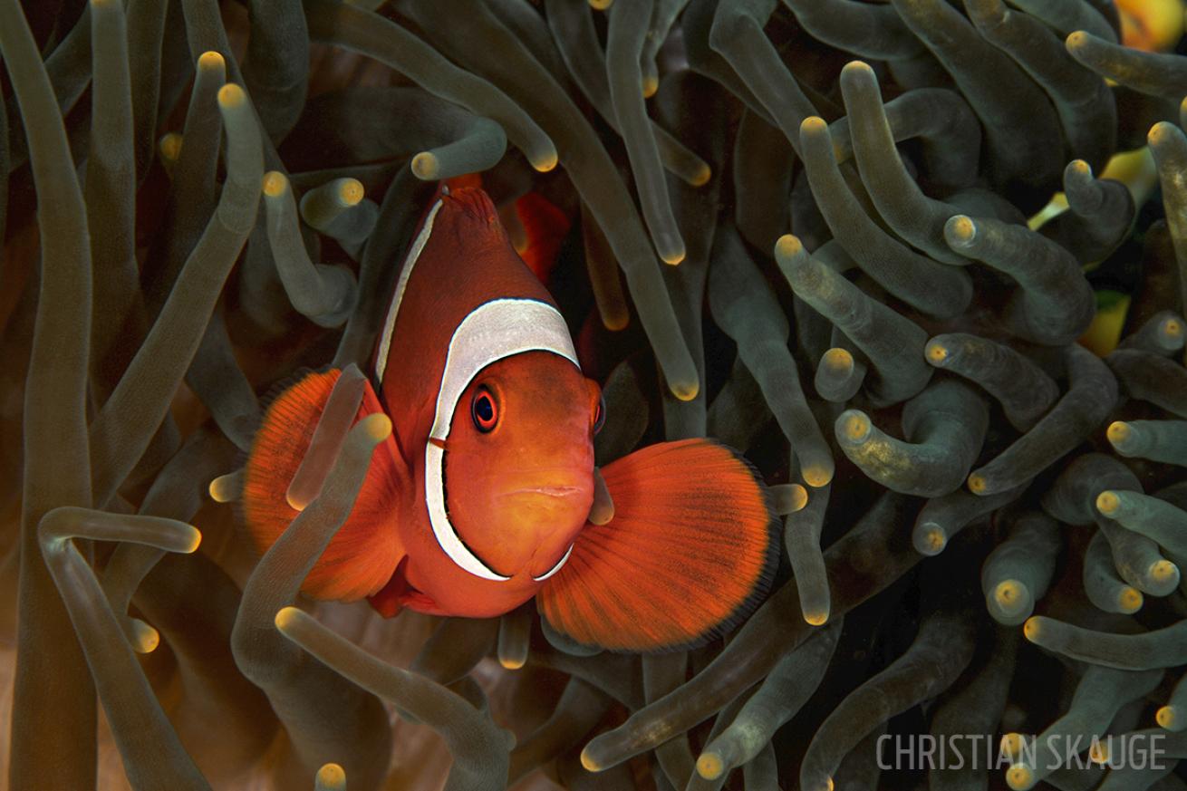 scuba diving with clownfish indonesia 