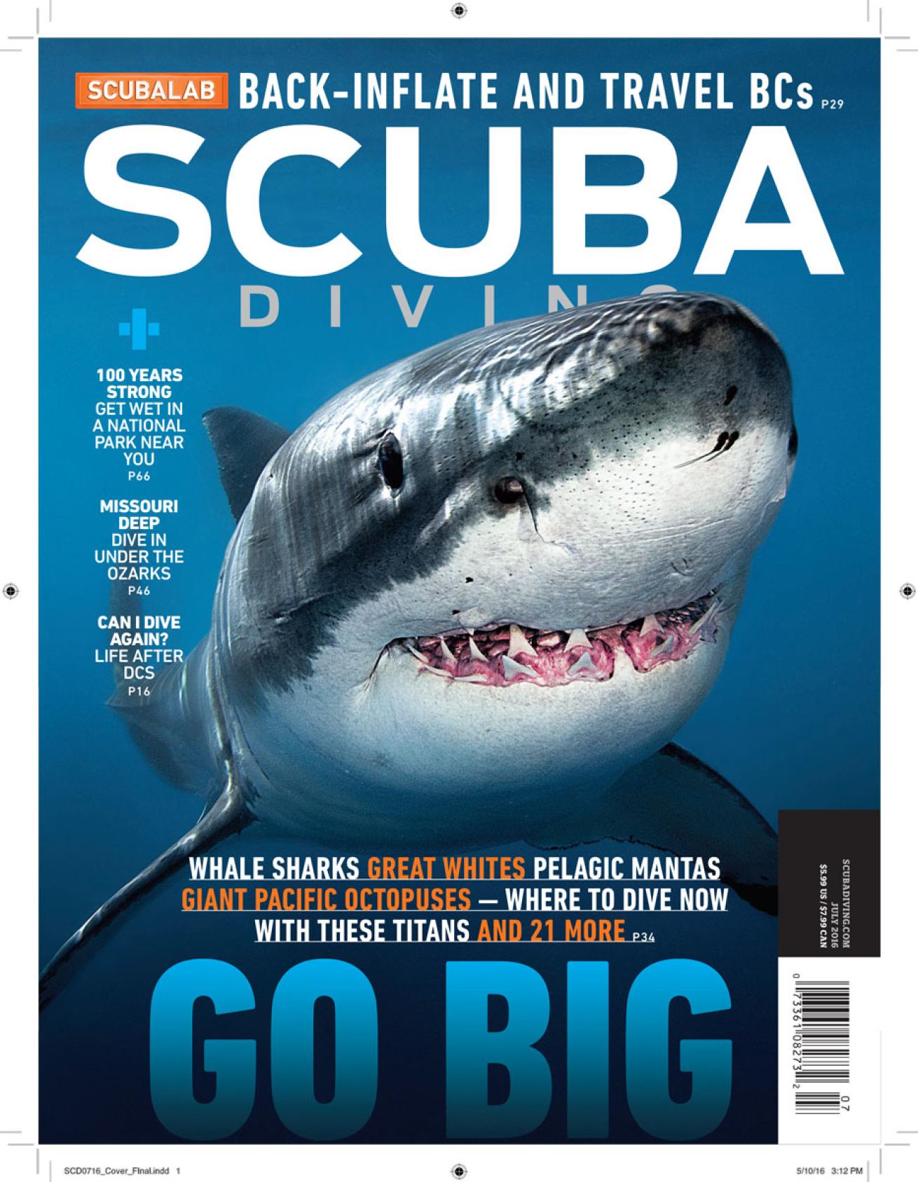 scuba diving great white shark 