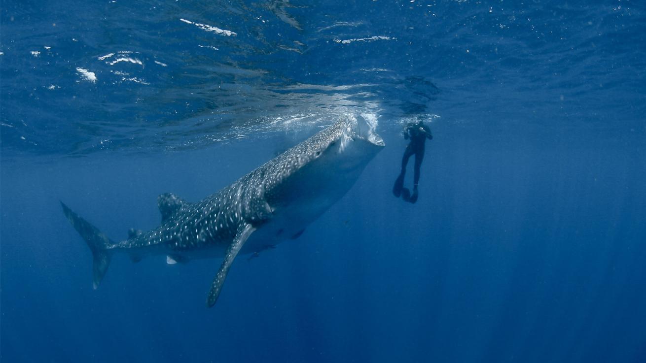 Ellen with whale shark