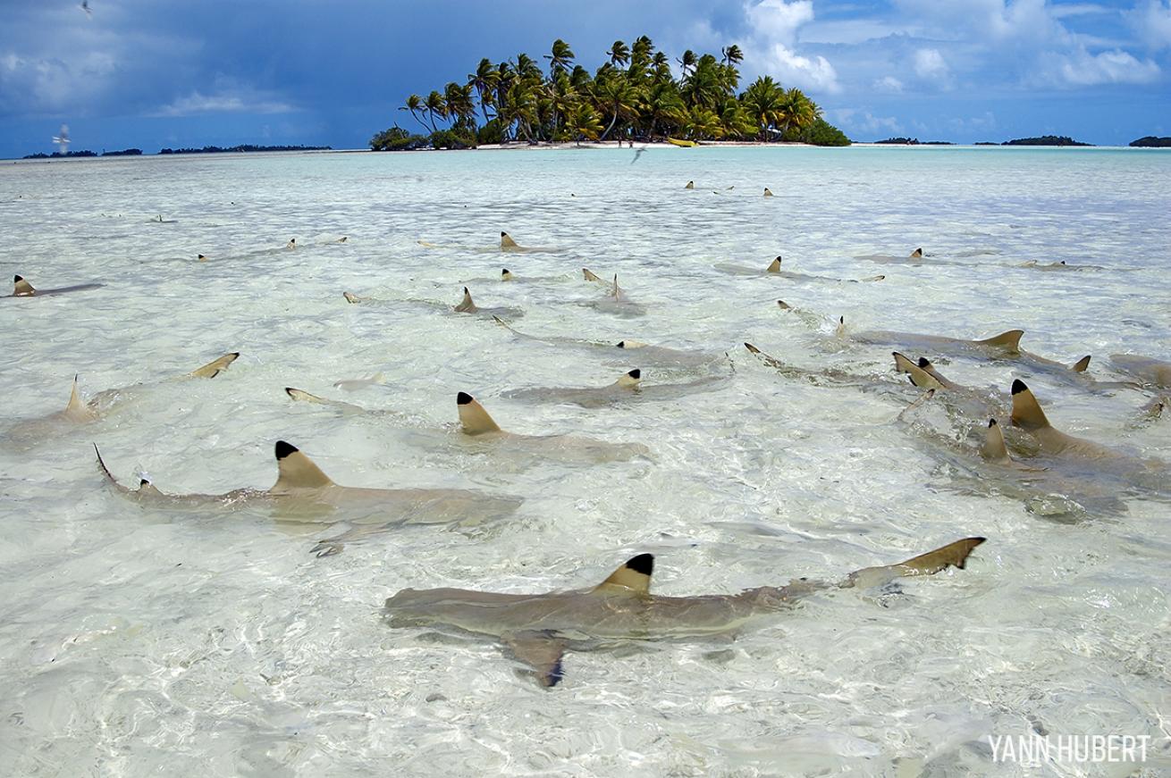 Blacktip sharks in the clear waters of Tahiti