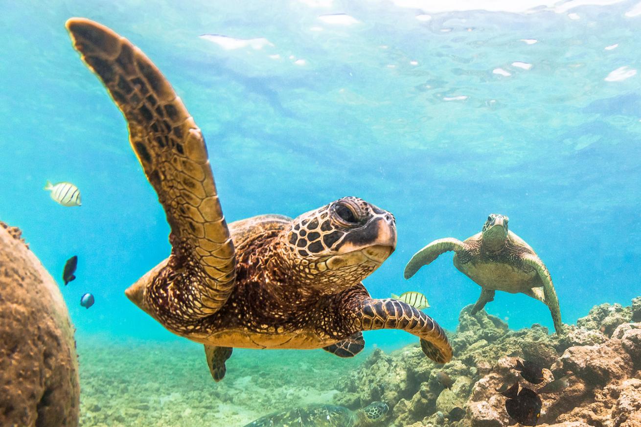 green sea turtles