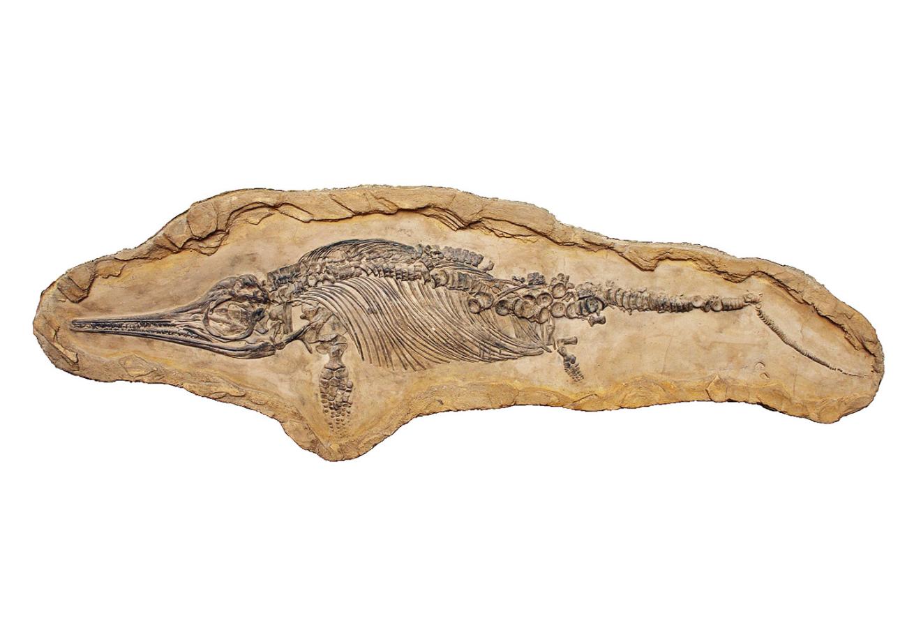 icthyosaur fossil