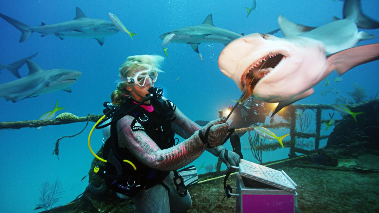 Shark Feeding Bahamas Scuba Diving