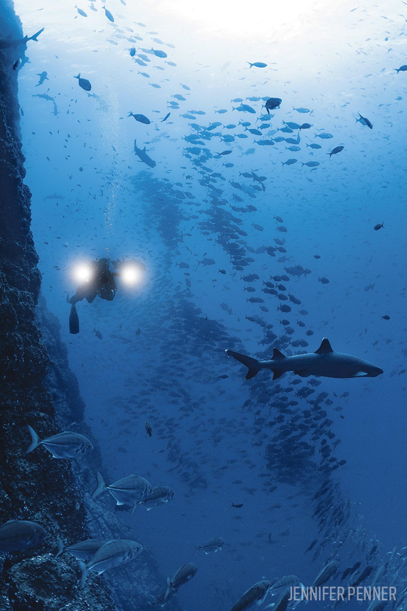 scuba diving socorro islands