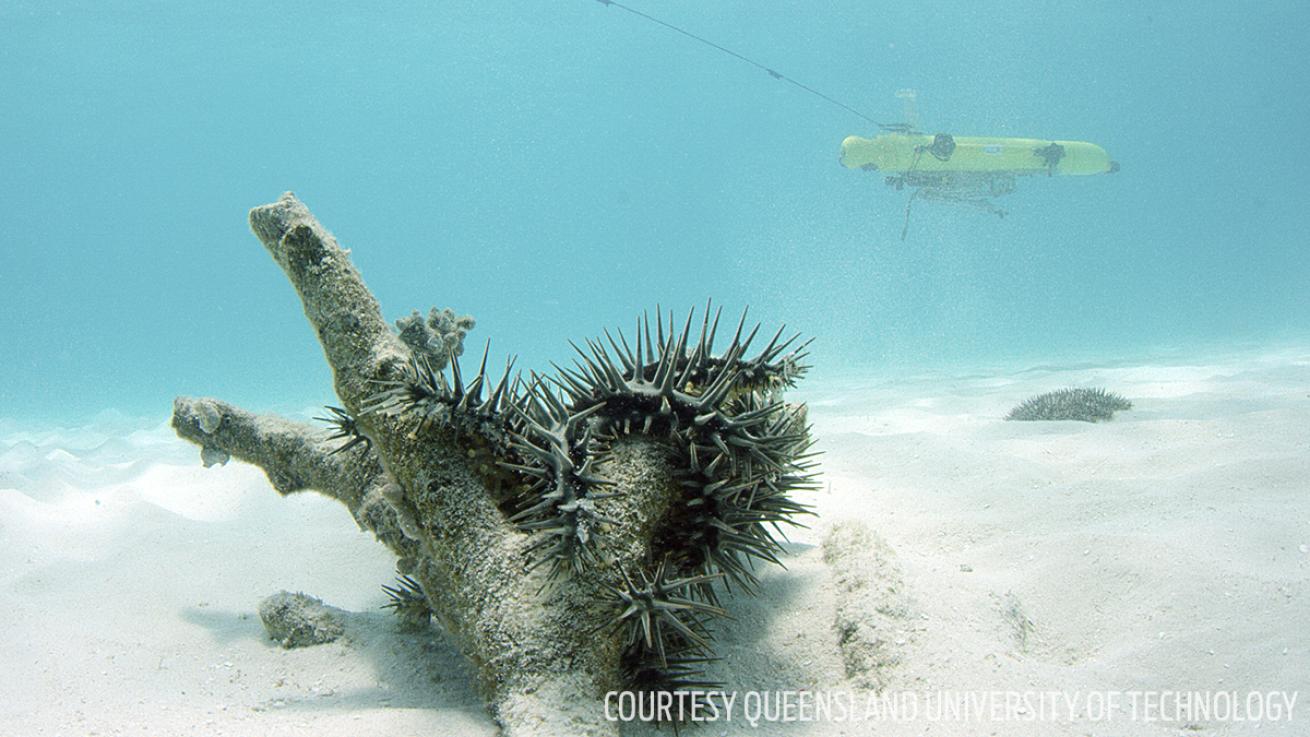 crown of thorns starfish killing coral reefs