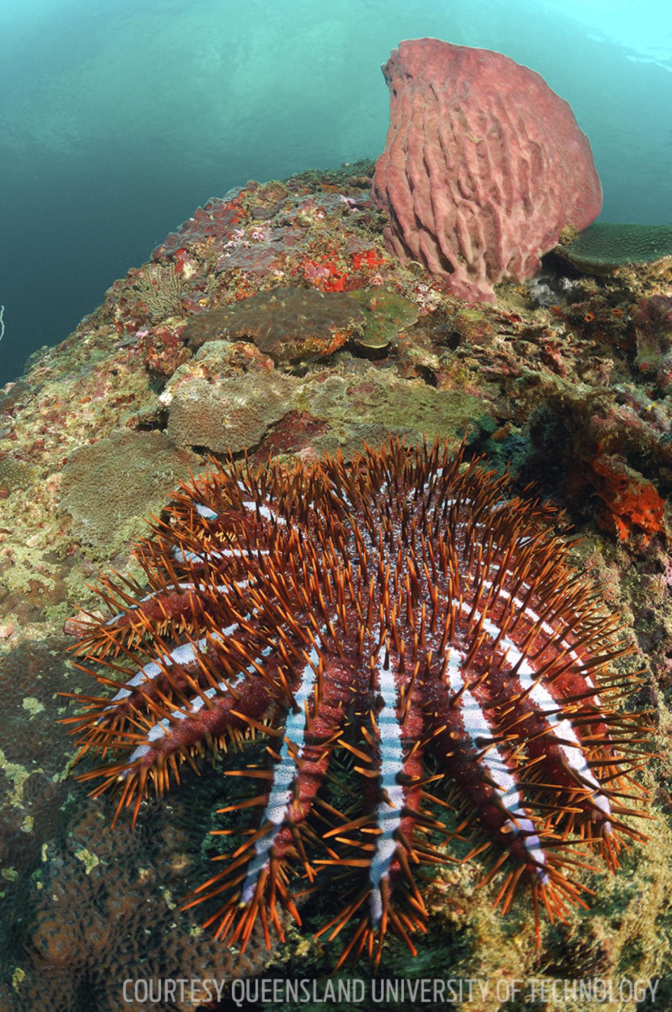 crown of thorns starfish killing coral reefs