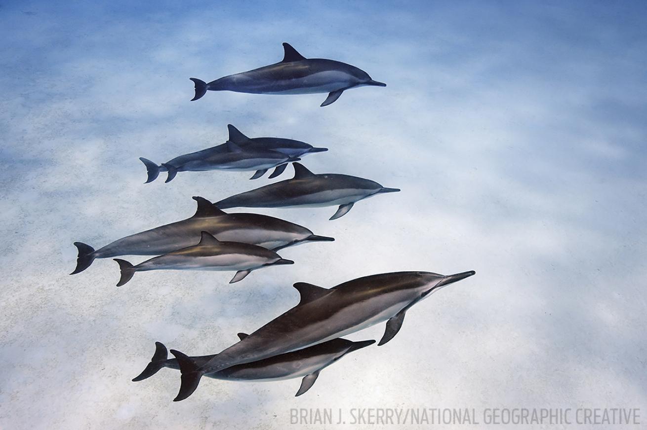 Spinner dolphins Kona Hawaii underwater photo