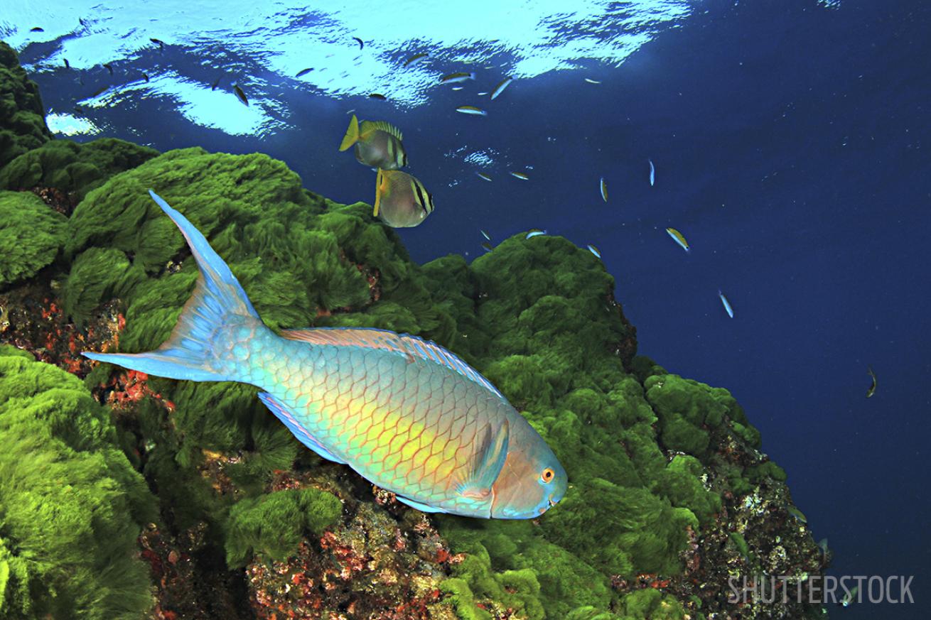 Parrotfish tropical fish coral reefs climate change