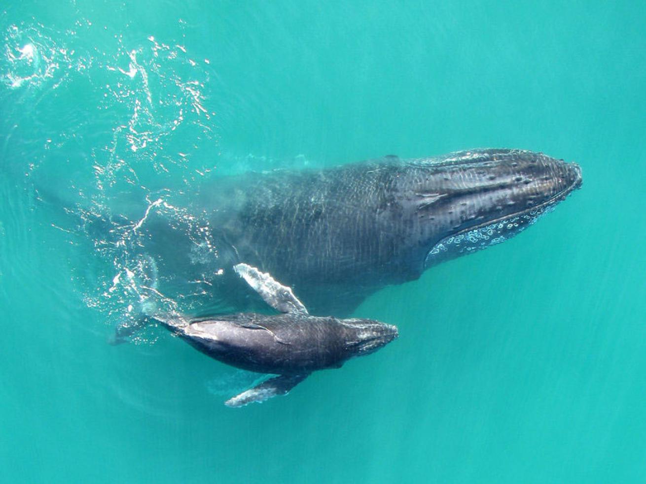 humpback whale sightings 