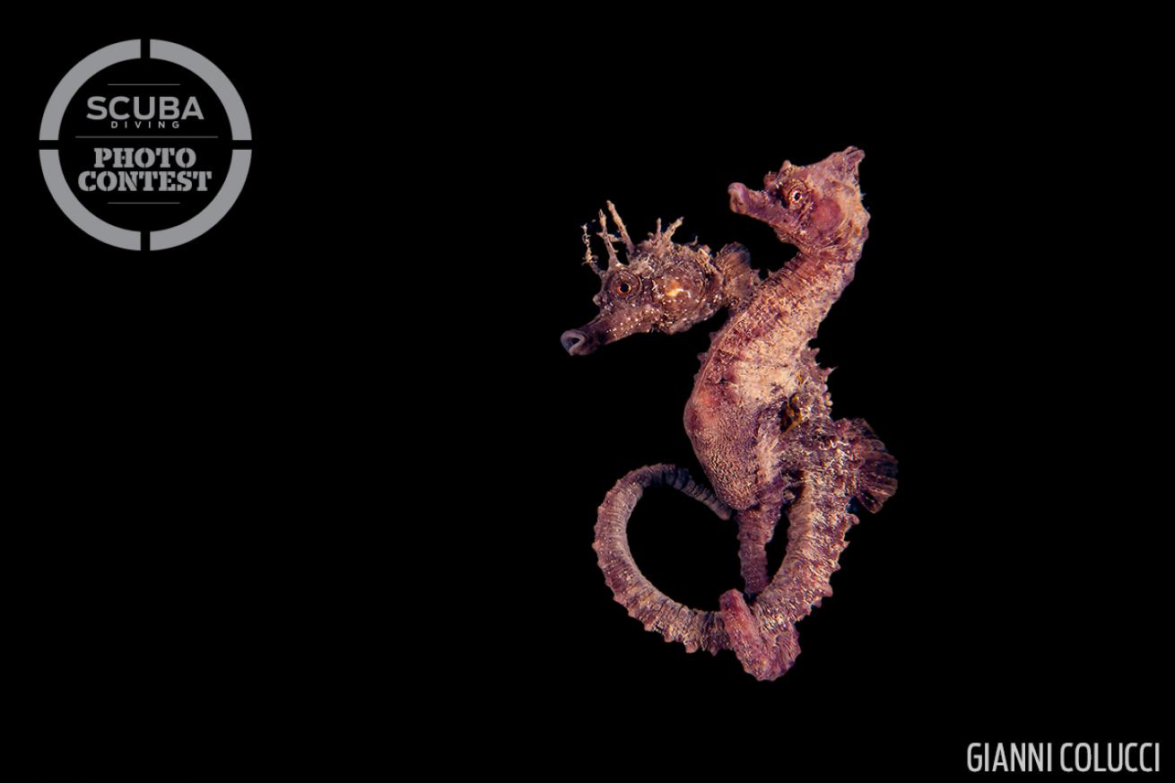 seahorse mating underwater photography