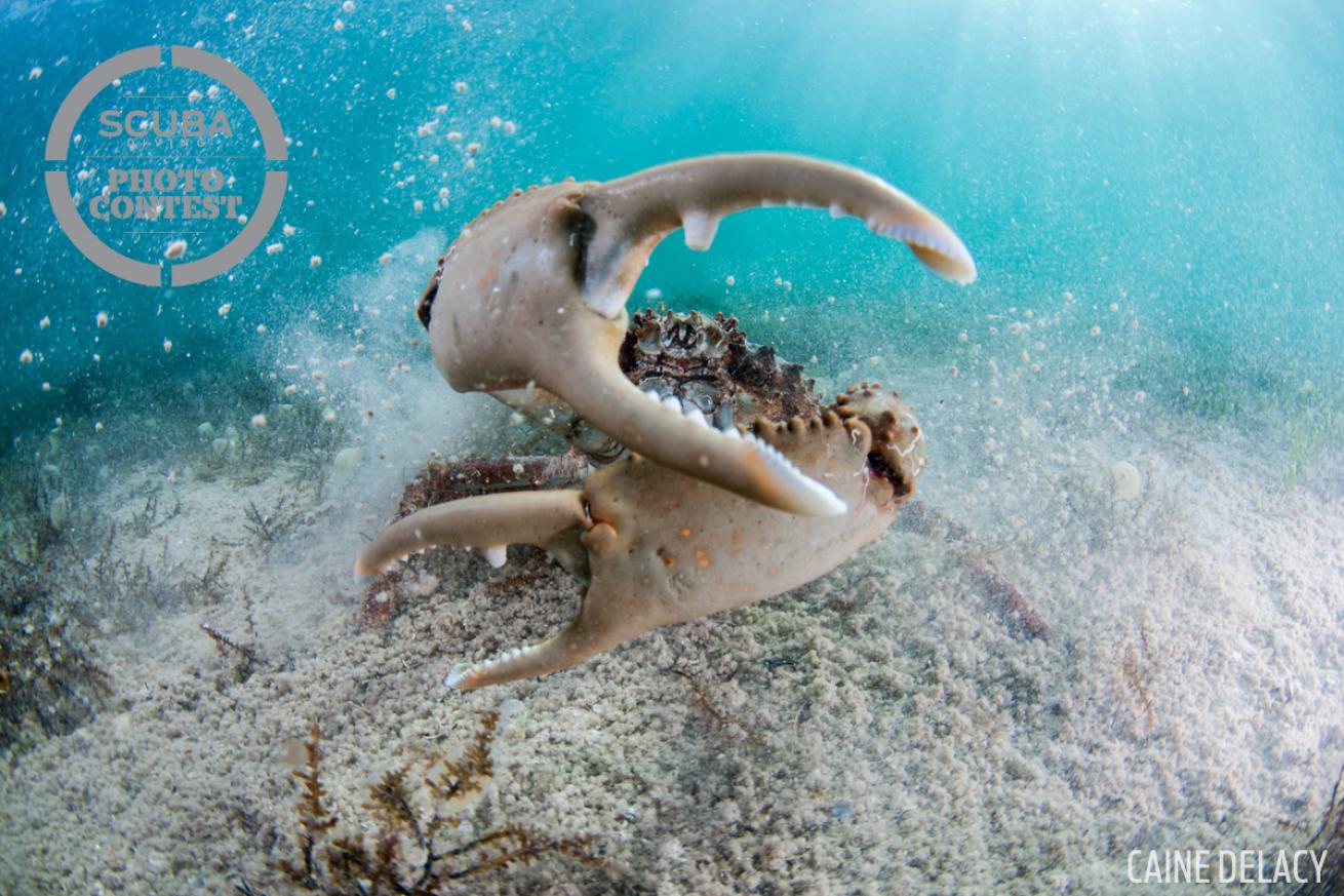 cling crab bahamas underwater photography