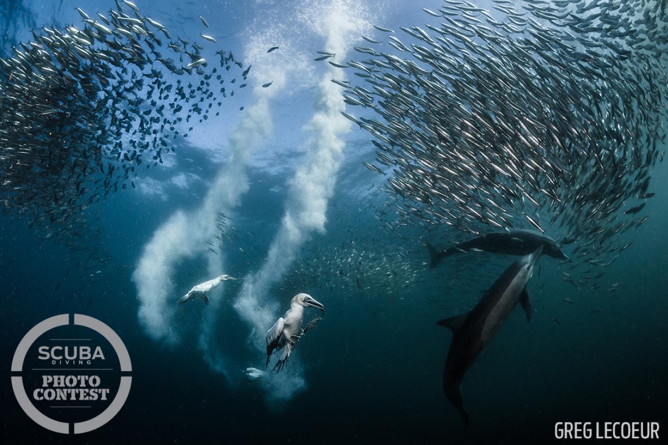 cape gannets sardine run south africa underwater photography