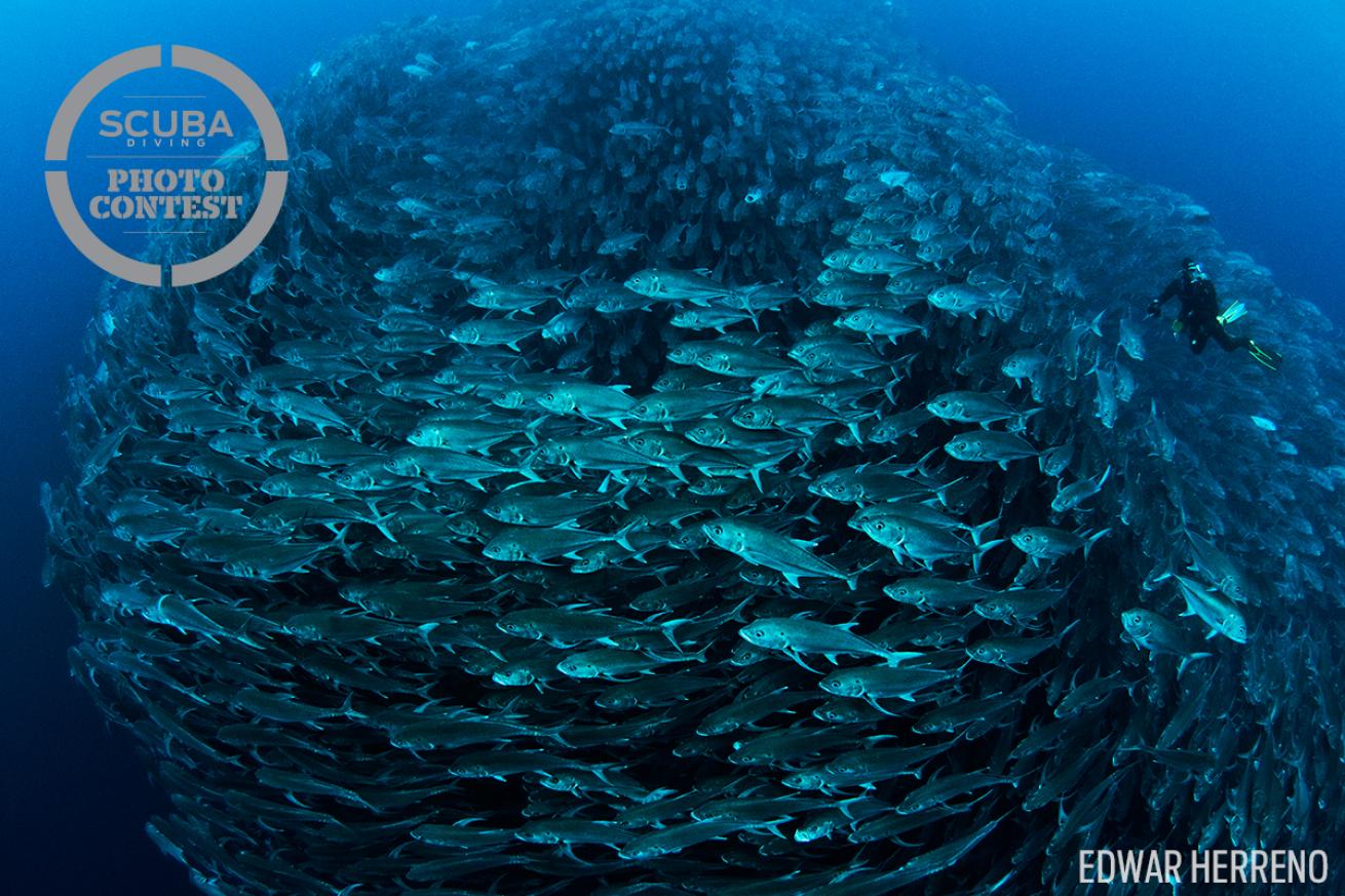 cocos island costa rica underwater photography school of fish