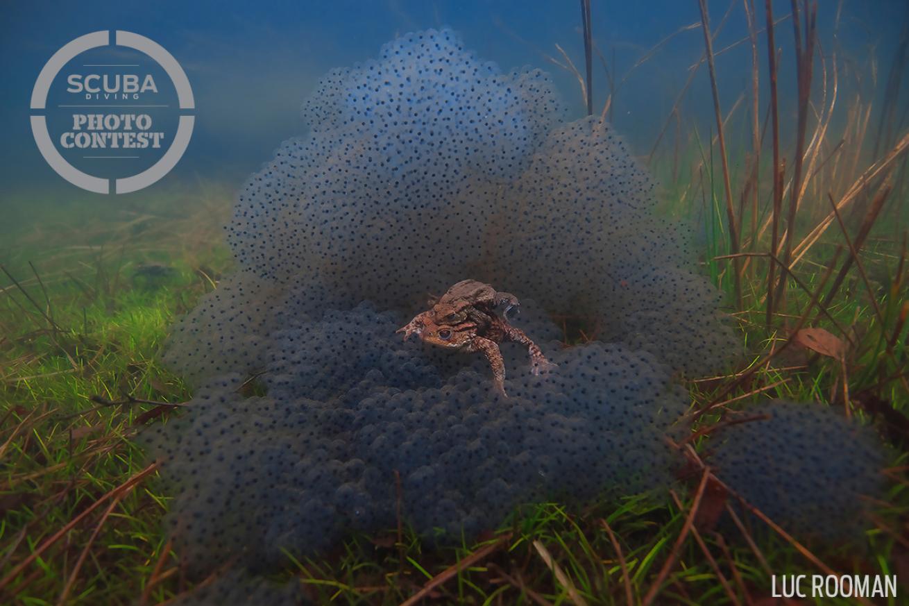 toads mating belgium turnhout lake freshwater underwater photography