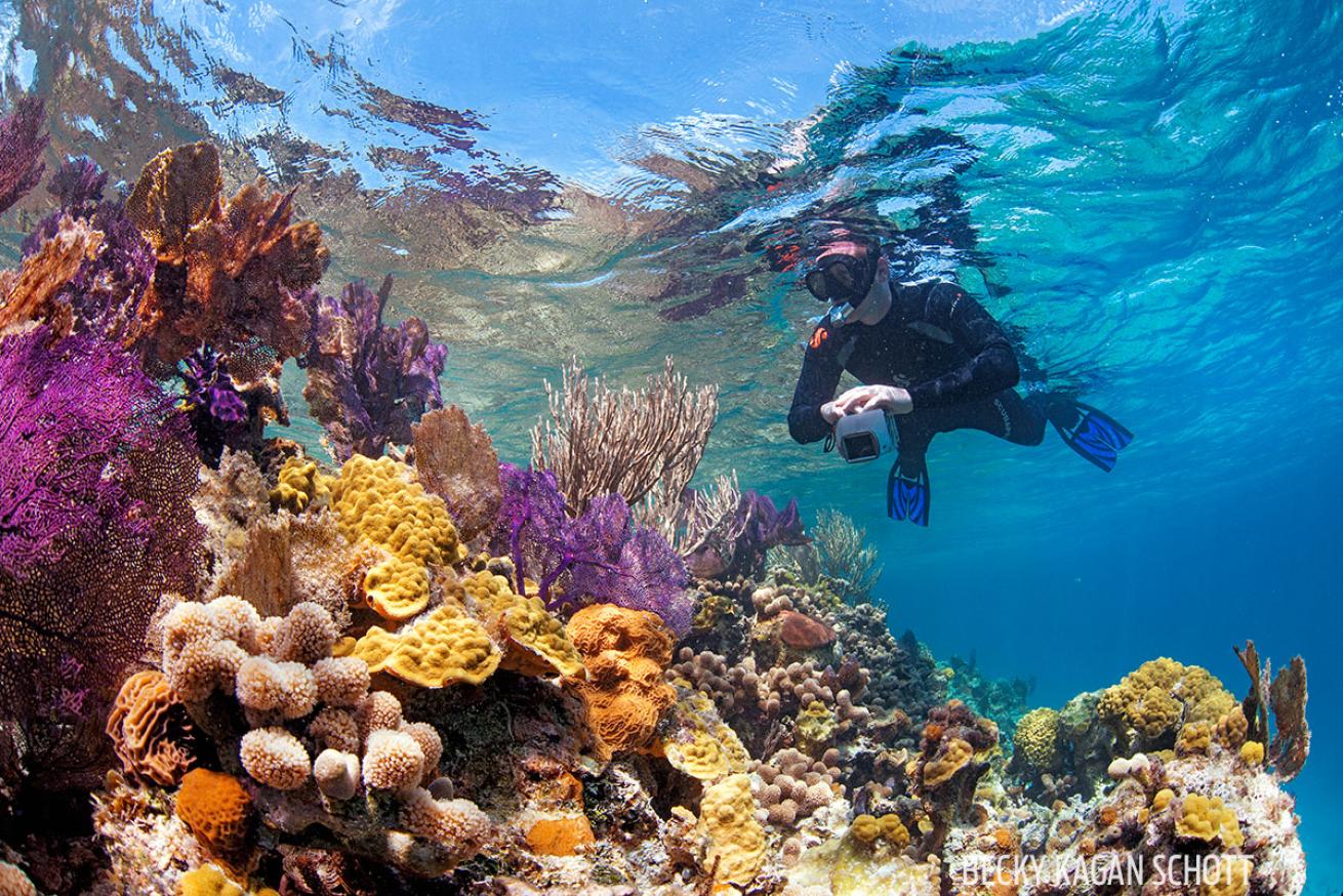 scuba diving in Belize