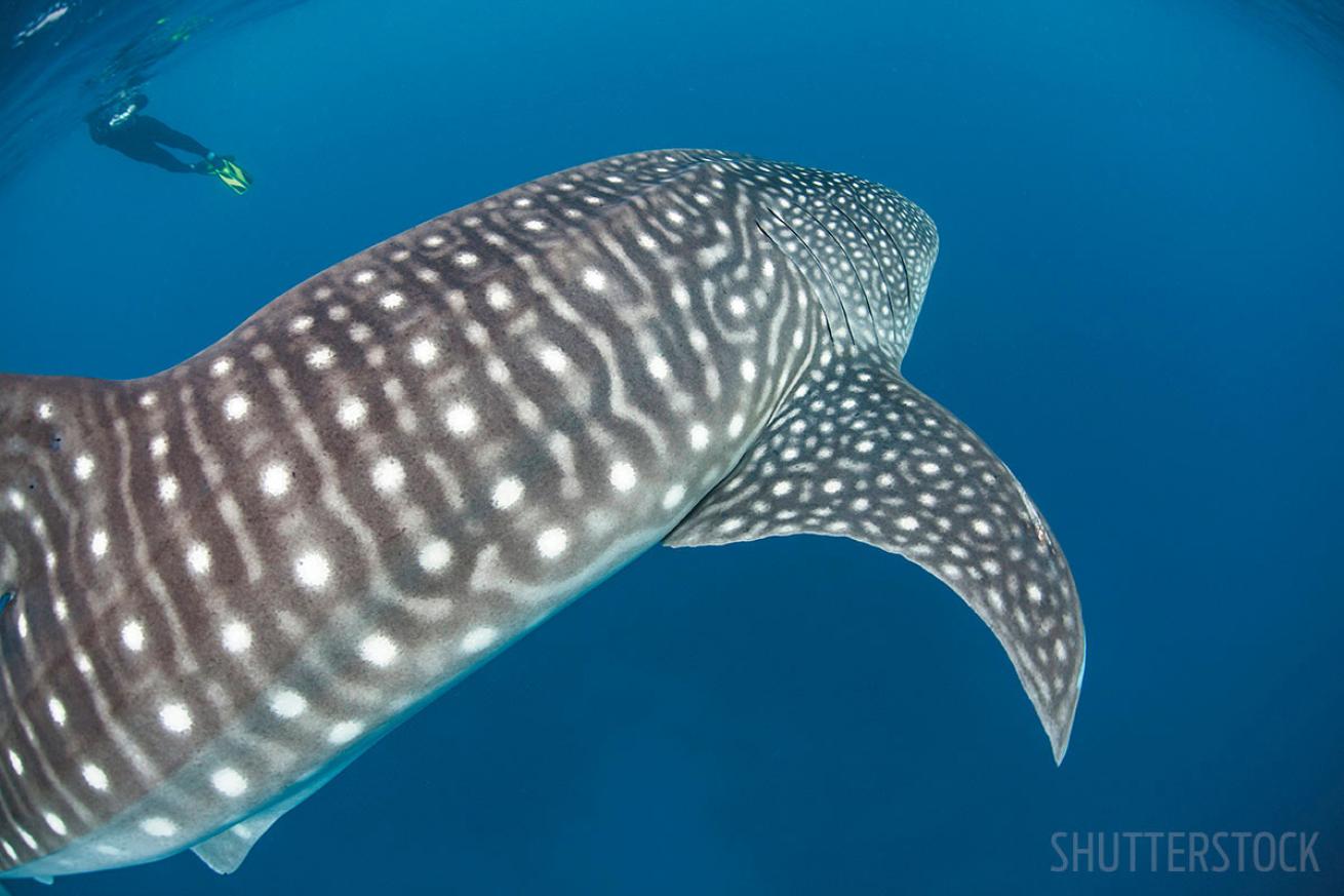 scuba diving with whale sharks in Belize