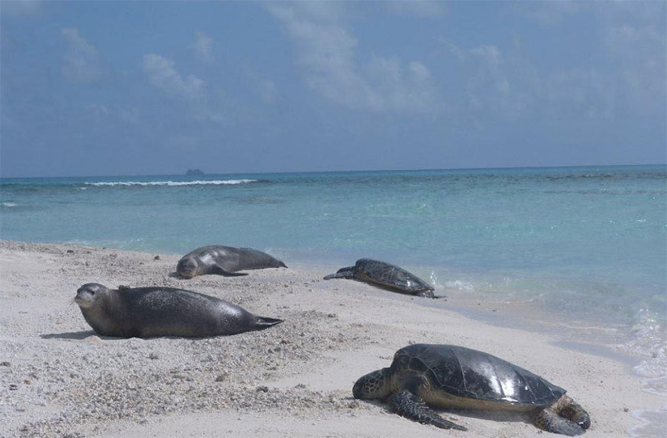 Hawaiian monk seals and turtles