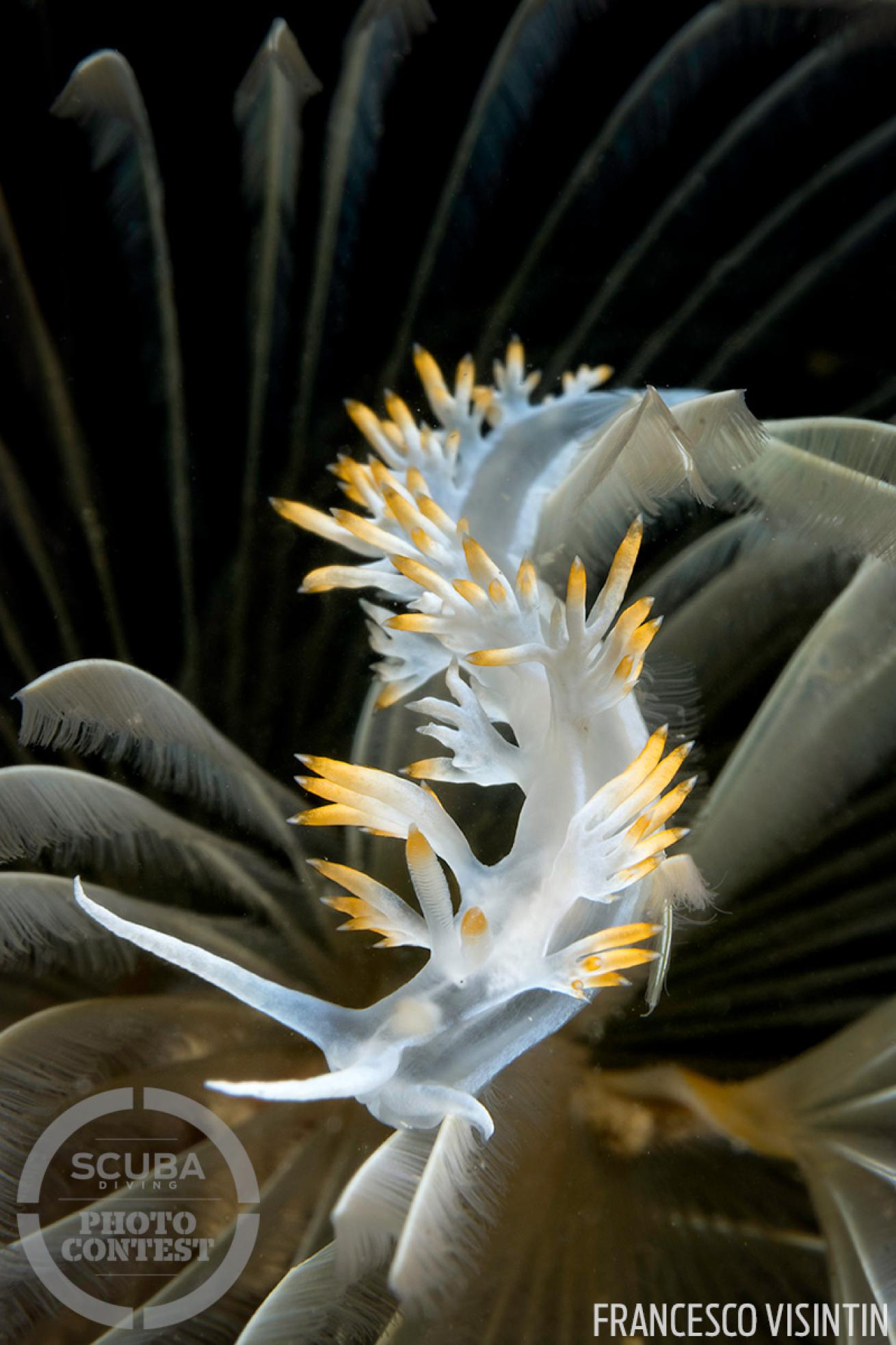 nudibranch underwater photography