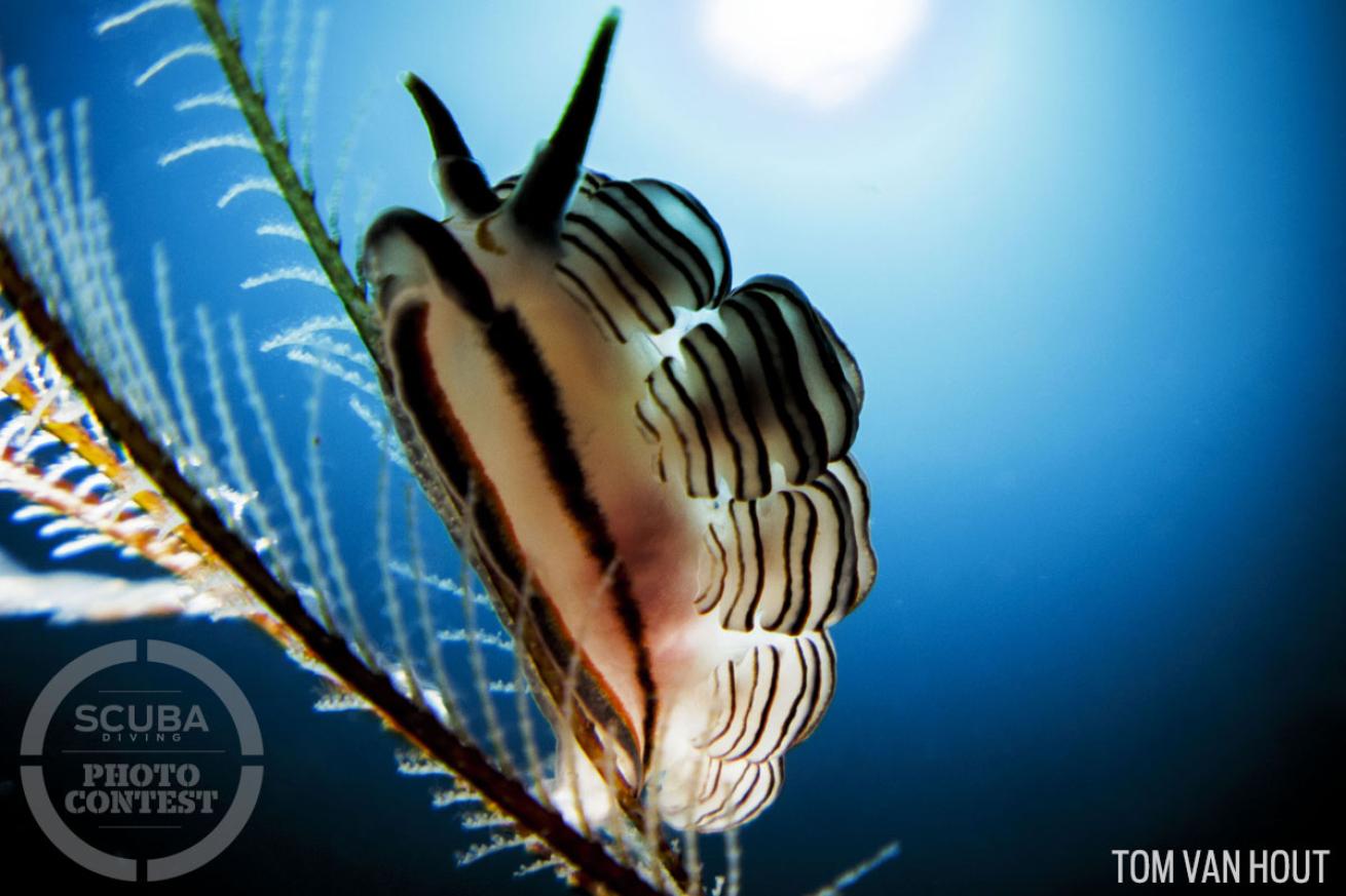 nudibranch underwater photography