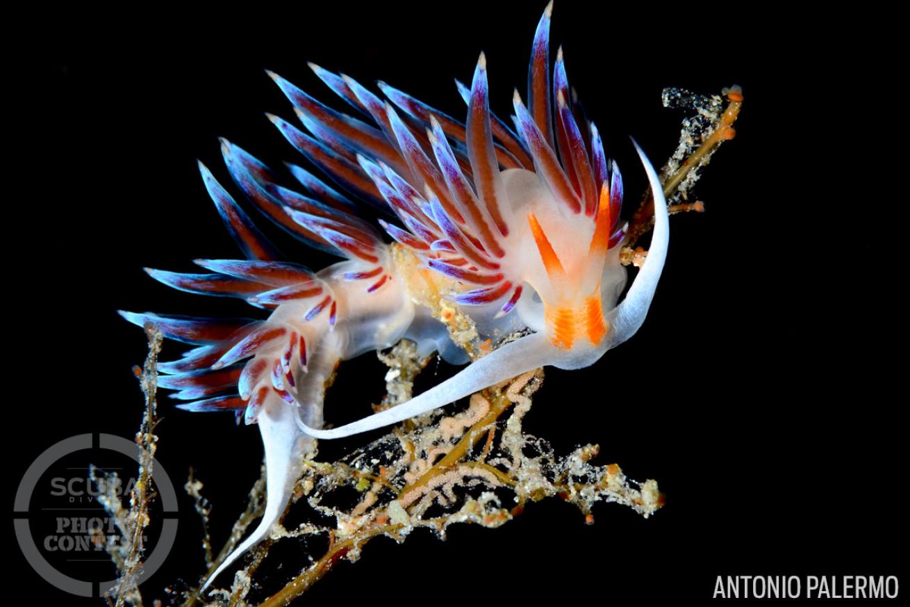 nudibranch underwater photography