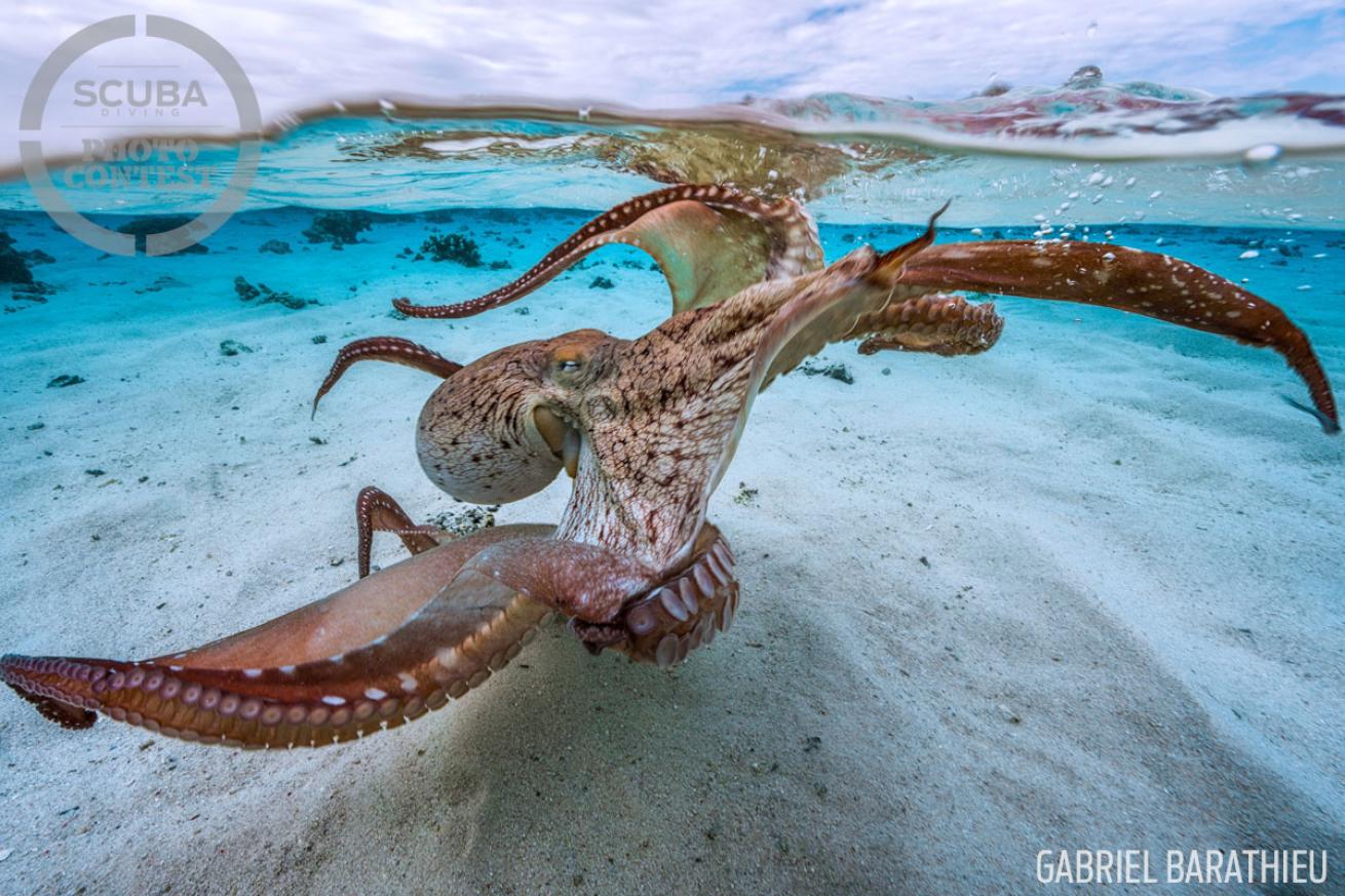 over under octopus underwater photography