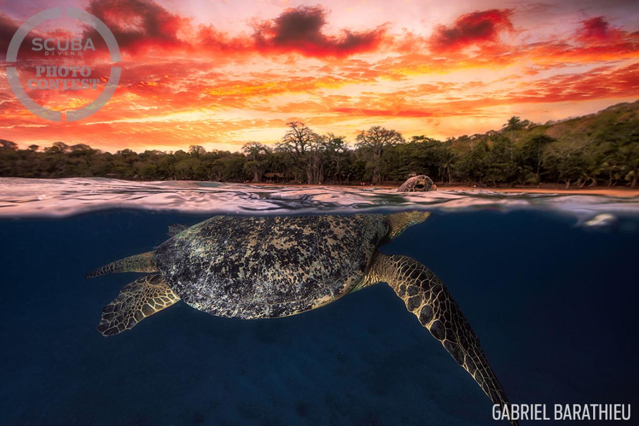 over under turtle underwater photography