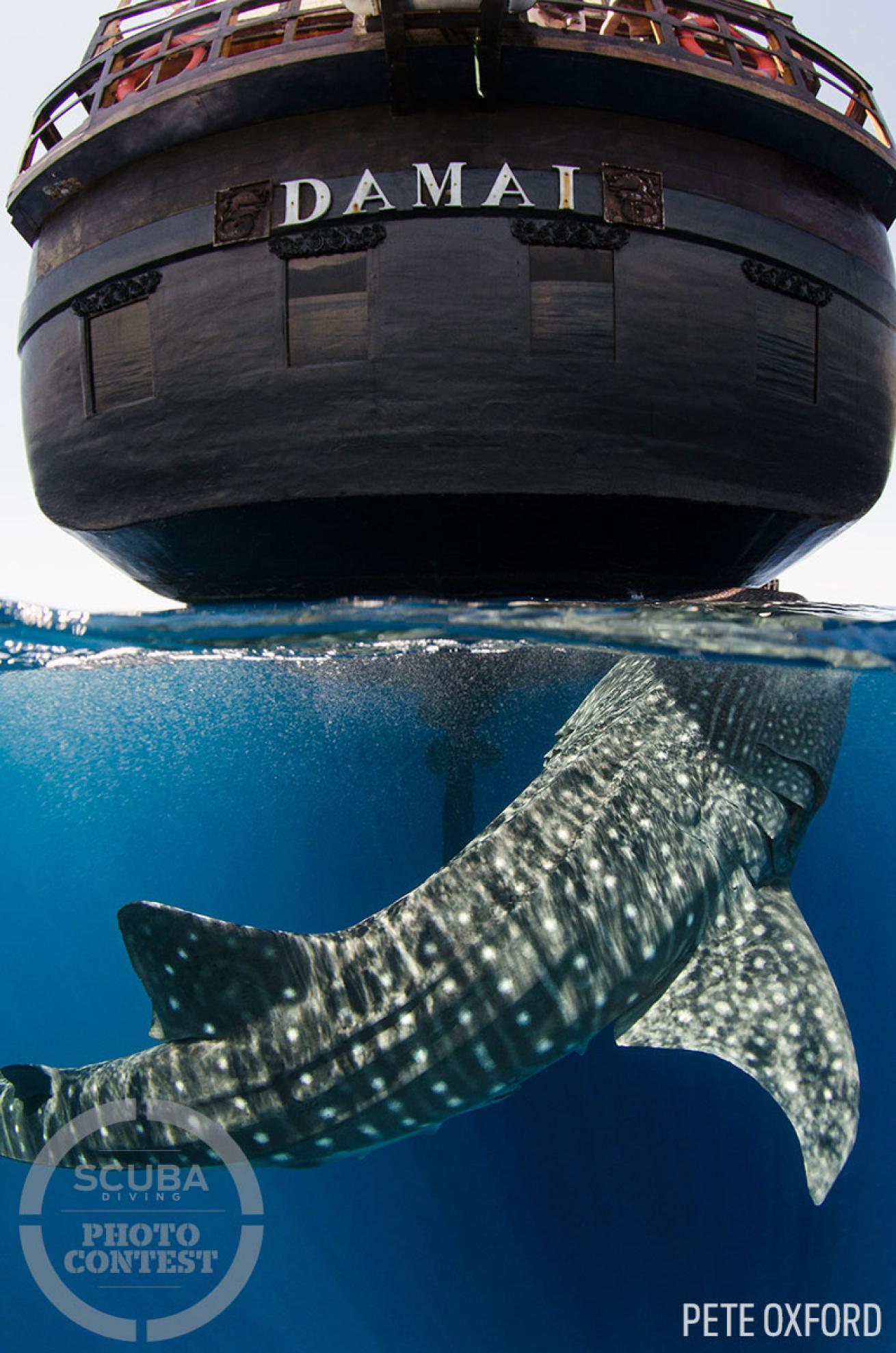 over under whale shark underwater photography