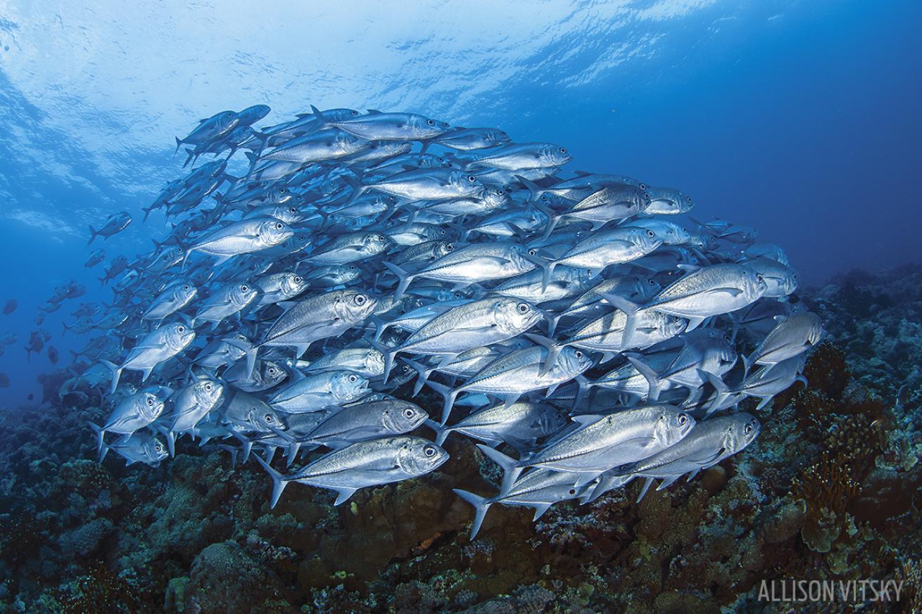 school of fish solomon islands