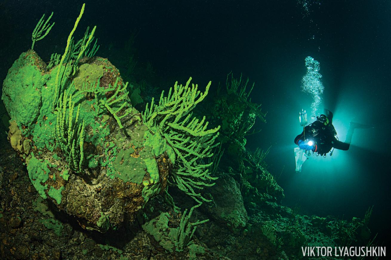 lake baikal invasive green algae underwater scientist scuba diver