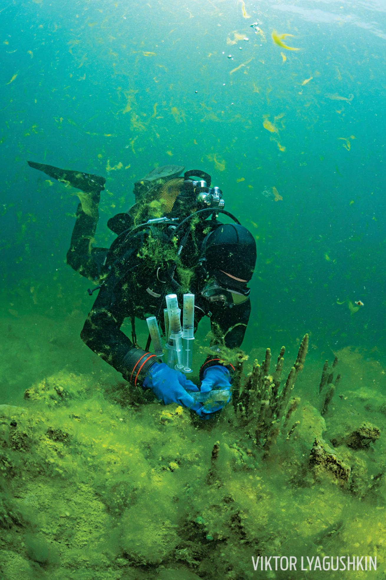 lake baikal invasive green algae underwater scientist scuba diver