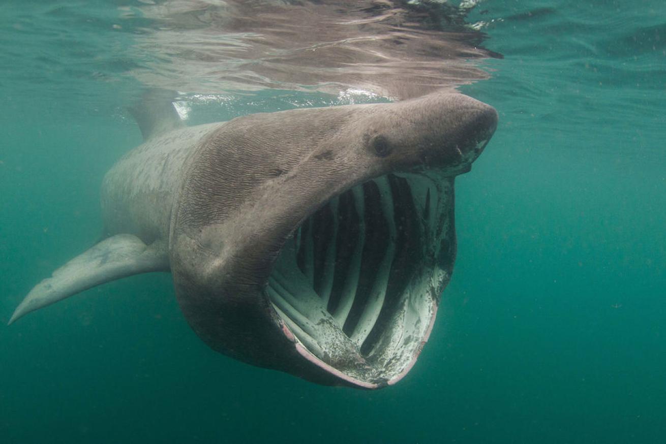 basking shark oceana