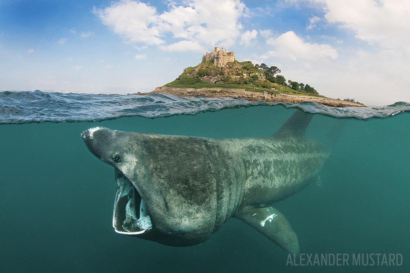 scuba diving with basking shark