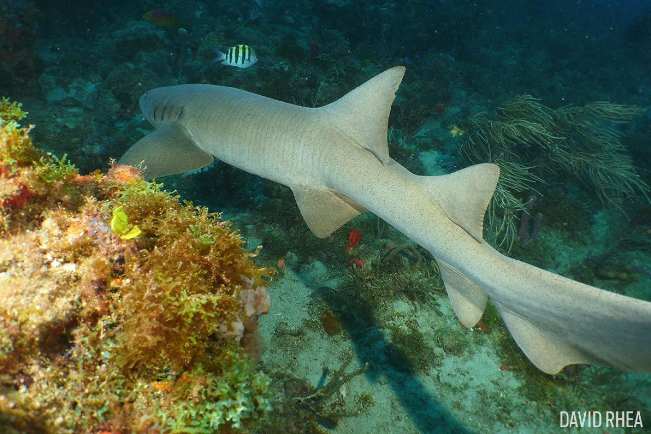 Nurse shark underwater in Jupiter, Florida