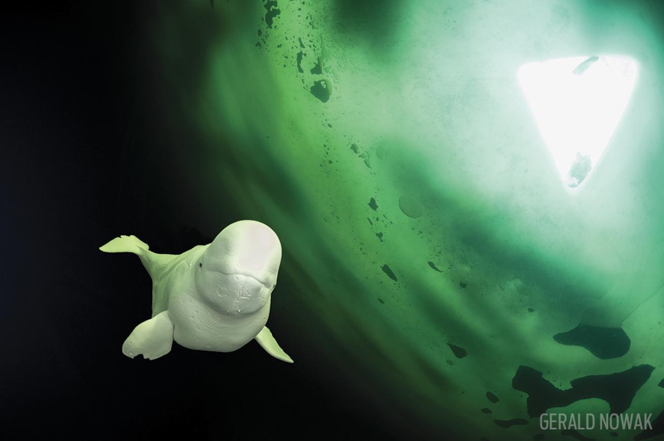 white whale under ice arctic scuba diving