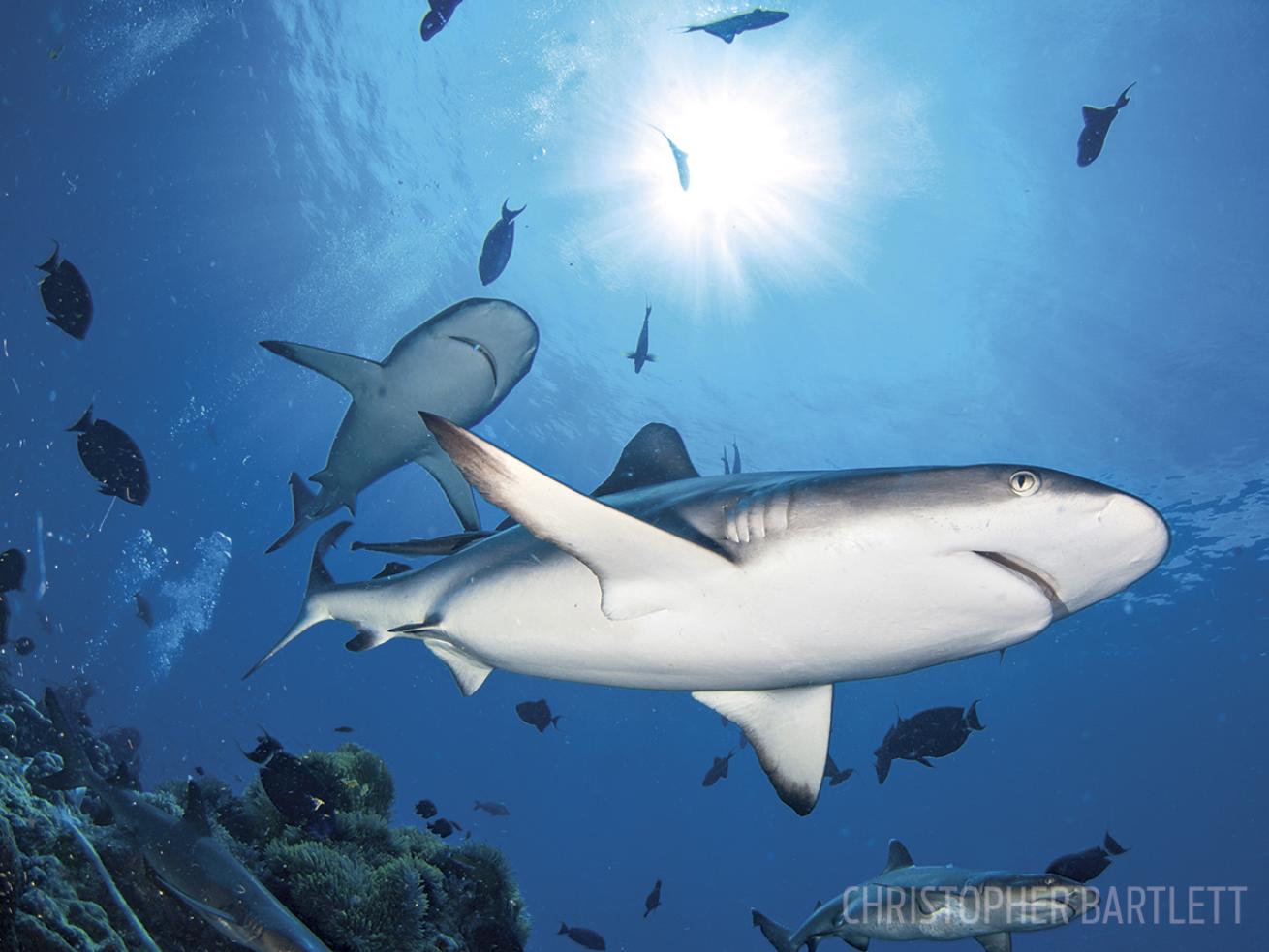 scuba diving with sharks in Papua New Guinea 