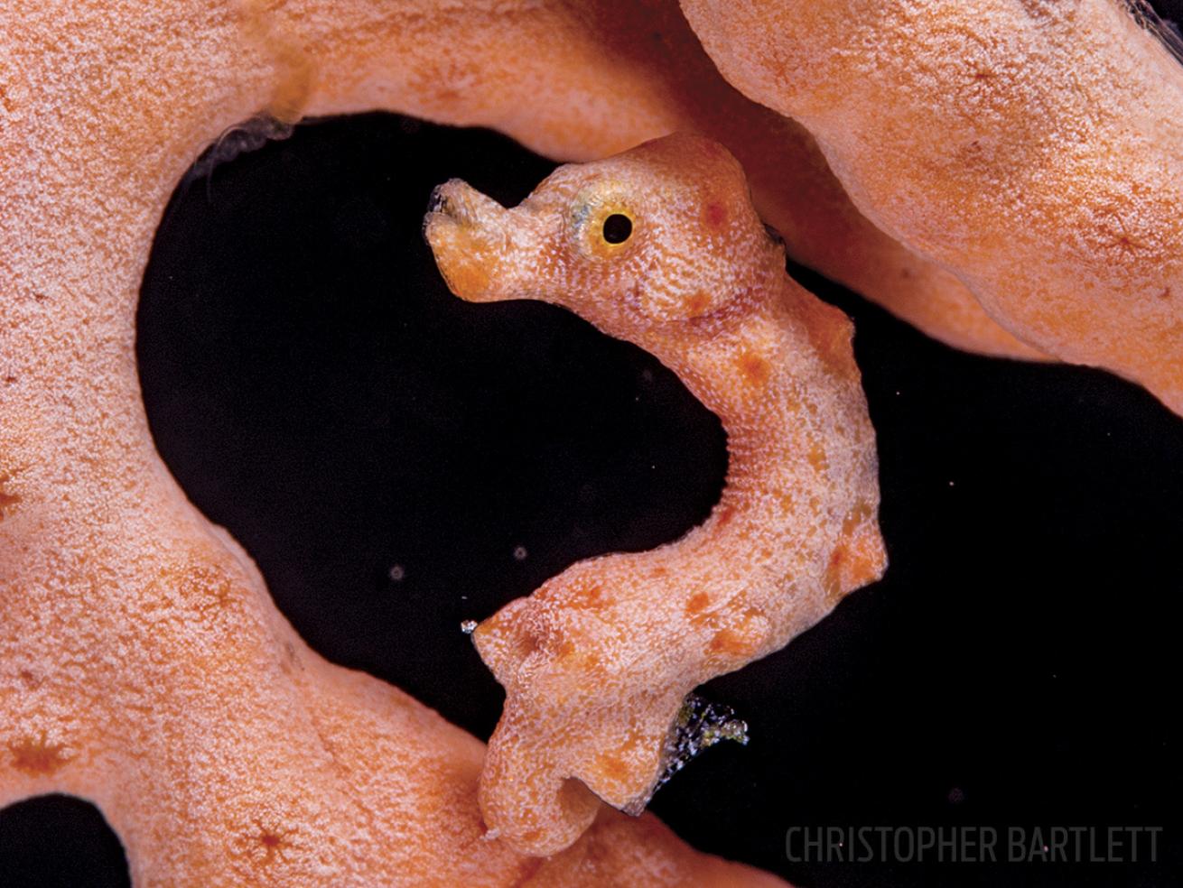 scuba diving Papua New Guinea seahorse