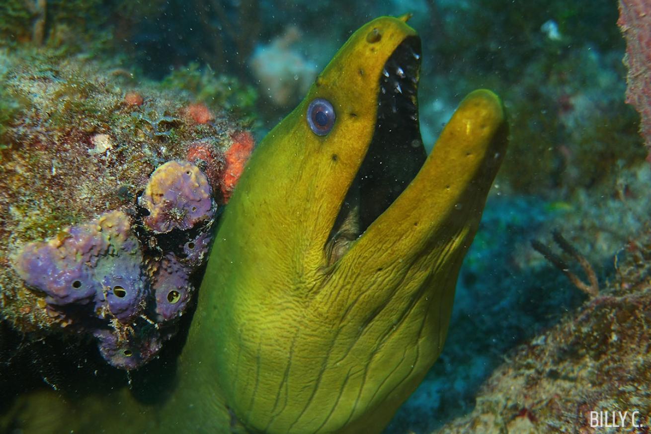 Green moray eel seen scuba diving in Jupiter, Florida