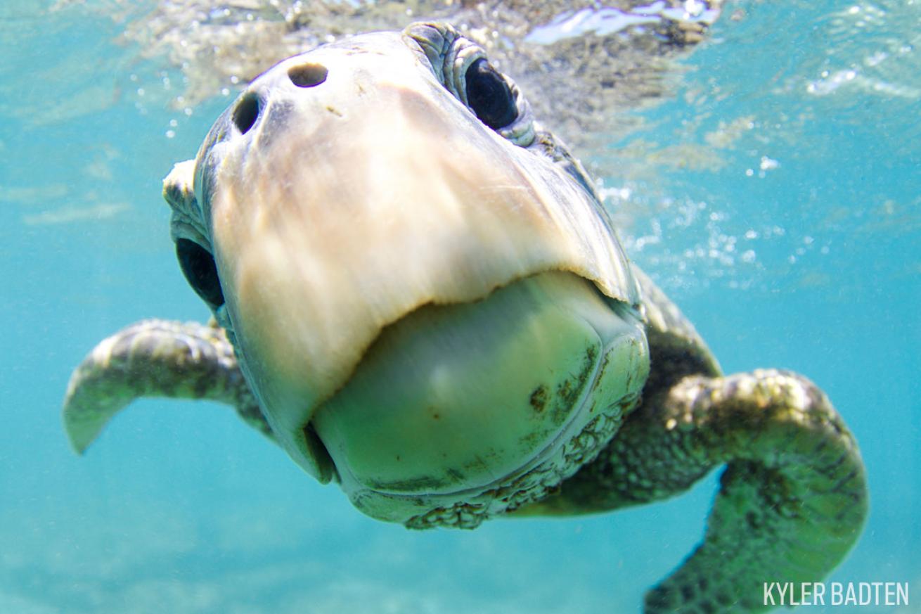cute green sea turtle